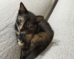 Кошки в Челябинске: Котёнок (девочка) в добрые руки Девочка, Бесплатно - фото 3