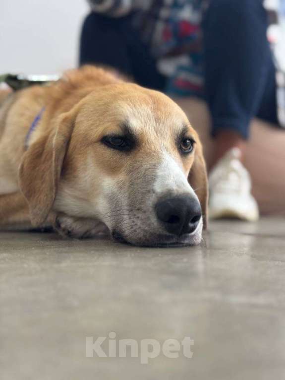 Собаки в Москве: Гучи из приюта Мальчик, Бесплатно - фото 3