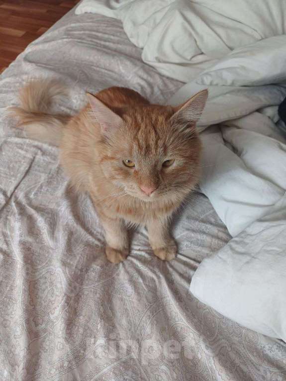 Кошки в Санкт-Петербурге: Котёнок 9 месяцев в добрые руки  Мальчик, Бесплатно - фото 3