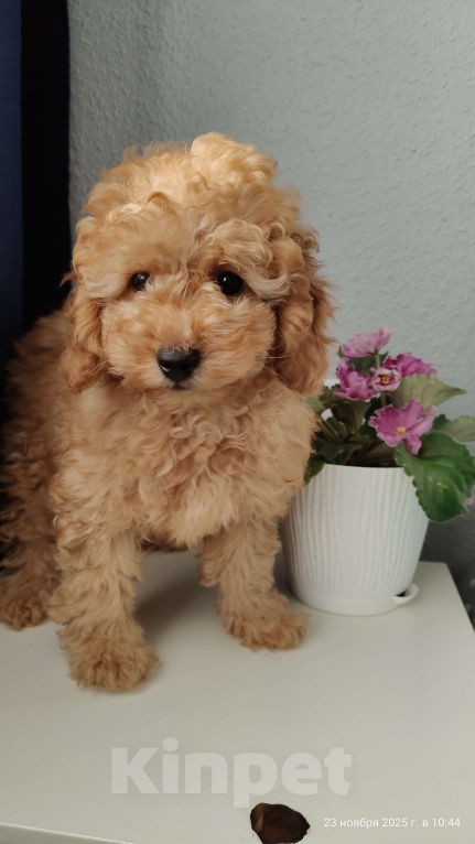 Собаки в Мытищах: Миниатюрный пудель Абель Девочка, 90 000 руб. - фото 1