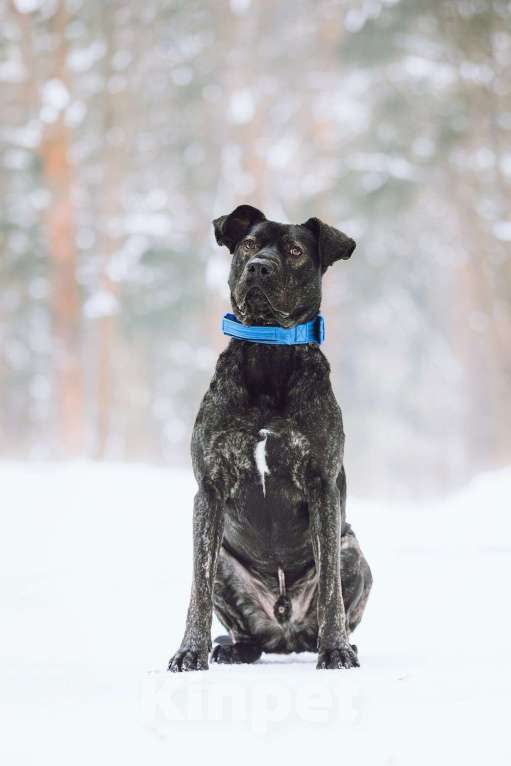 Собаки в Москве: Метис алано эспаньол Дони в добрые руки Мальчик, 1 руб. - фото 5