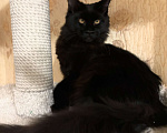 Кошки в Челябинске: Котята Девочка, Бесплатно - фото 1