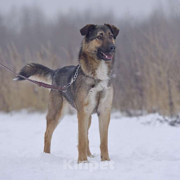 Собаки в Москве: Активный молодой пес Арго  очень плачет в приюте. Мальчик, Бесплатно - фото 2