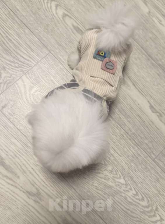 Собаки в Смоленске: Мини малыш  Мальчик, 100 000 руб. - фото 2