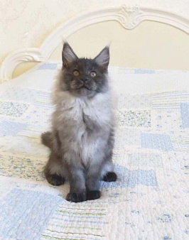Котёнок мейн-кун