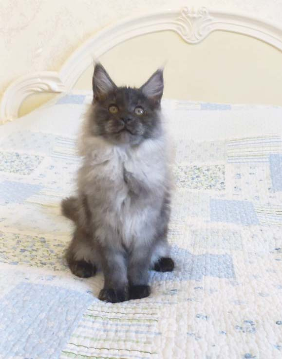 Кошки в Москве: Котёнок мейн-кун Мальчик, 65 000 руб. - фото 1