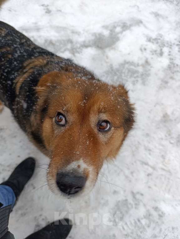 Собаки в Красноярске: Собака Рита в добрые руки в связи с  уходом хозяев, адекватная и любимая Девочка, Бесплатно - фото 5