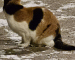 Кошки в Москве: Найдена кошка в парке Сокольники Девочка, 1 руб. - фото 2