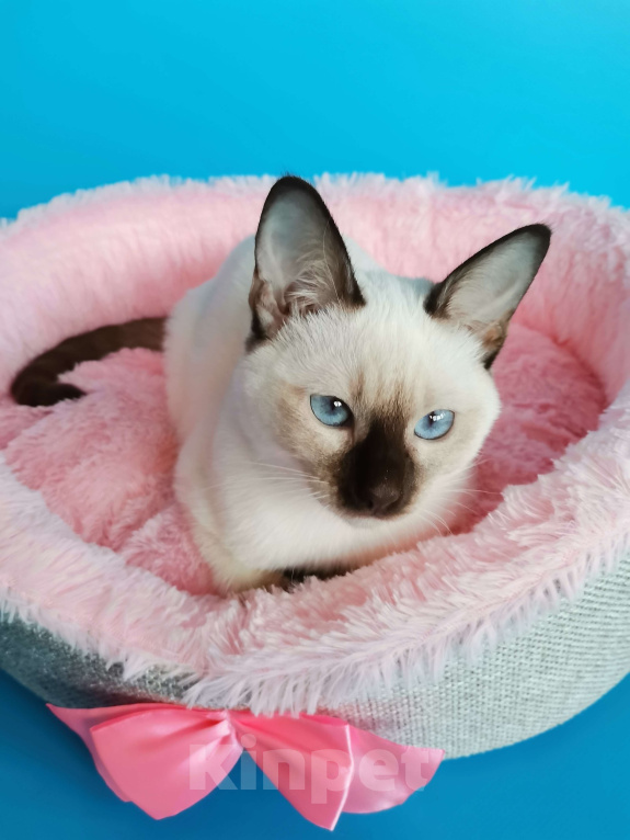 Кошки в Москве: Тайские котята из питомника Topaze De Lux  Девочка, Бесплатно - фото 1