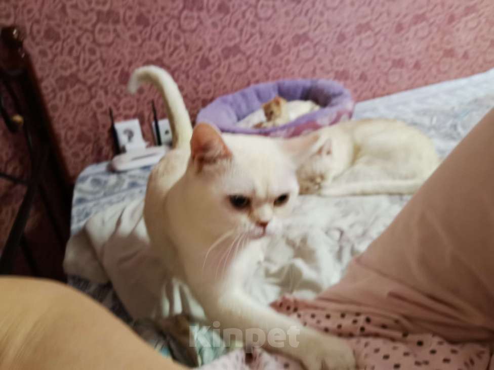 Кошки в Москве: Шотландский кот и котята  Мальчик, 10 000 руб. - фото 2