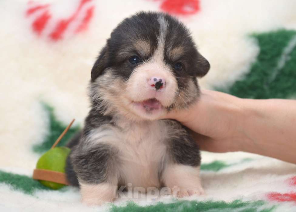 Собаки в Хабаровске: Вельш корги пемброк триколор Девочка, 70 000 руб. - фото 1