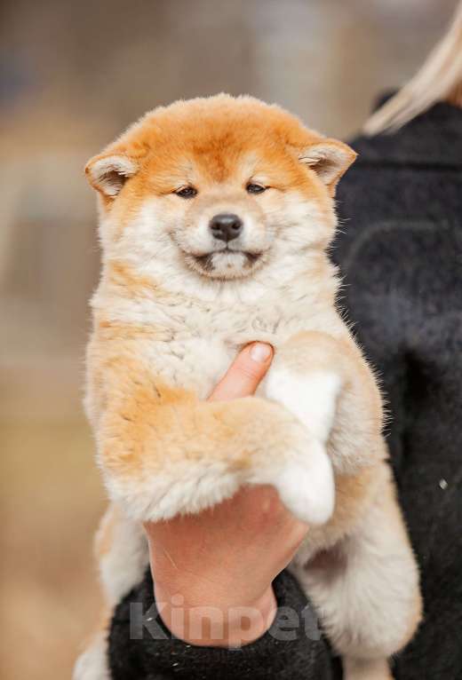 Собаки в Вологде: Сиба Мальчик, 80 000 руб. - фото 2