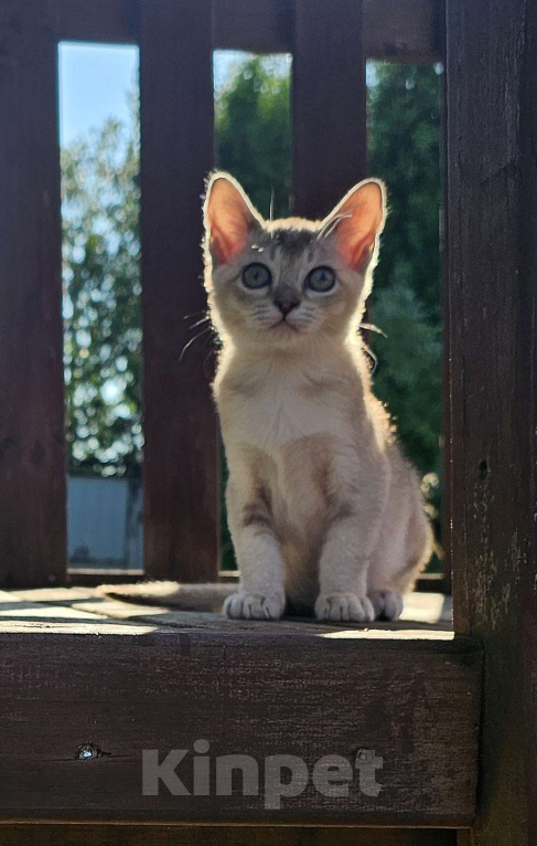 Кошки в Москве: Азиатская табби котёнок  Мальчик, 90 000 руб. - фото 3