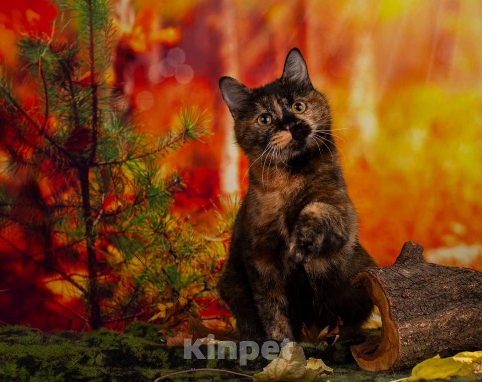 Кошки в Санкт-Петербурге: Котята курильского бобтейла  Девочка, 25 000 руб. - фото 1