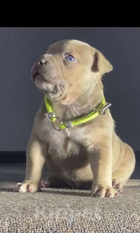 Собаки в Москве: Американские булли покет Девочка, Бесплатно - фото 8