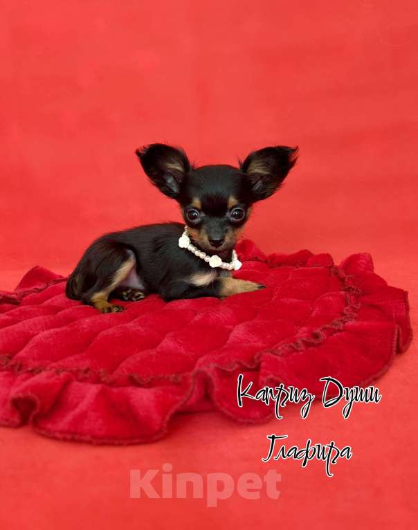 Собаки в Сосновом Бору: Микро девочка Глаша Девочка, 70 000 руб. - фото 4