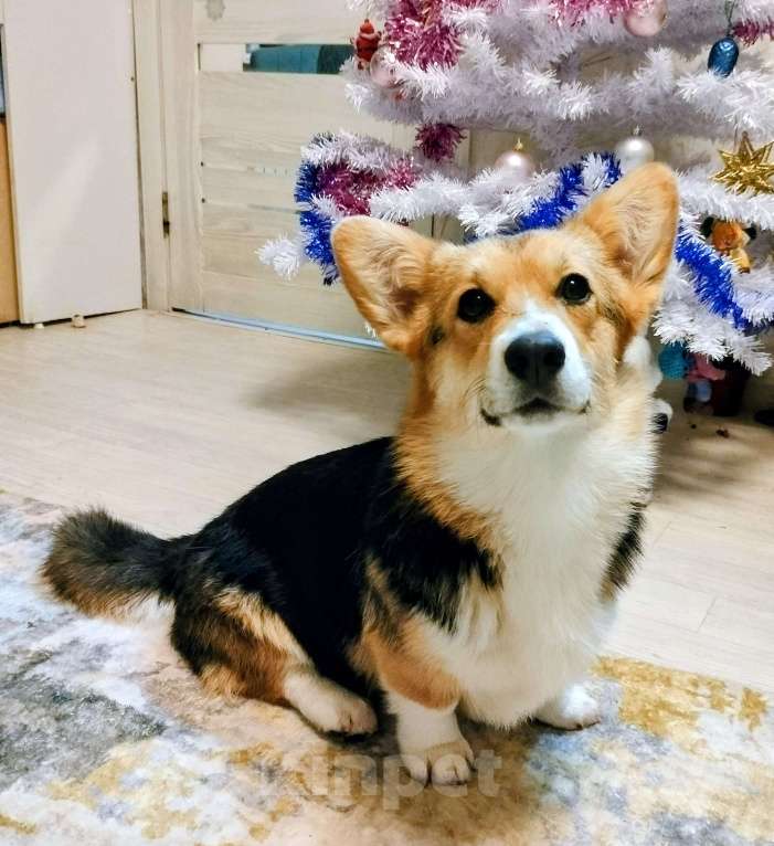 Собаки в Воронеже: Девочка триколор  Девочка, 50 000 руб. - фото 2