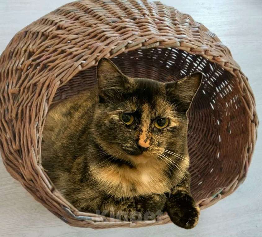 Кошки в Санкт-Петербурге: Кошечка Ириска ищет дом Девочка, Бесплатно - фото 3