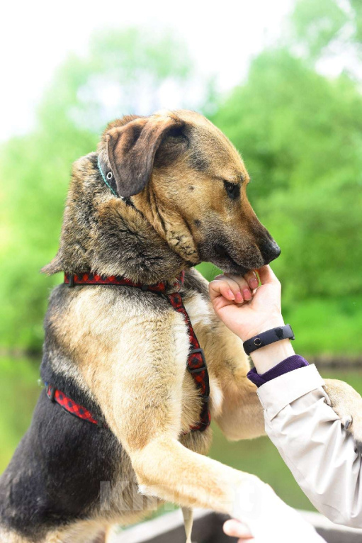 Собаки в Москве: Ясфира Девочка, Бесплатно - фото 2