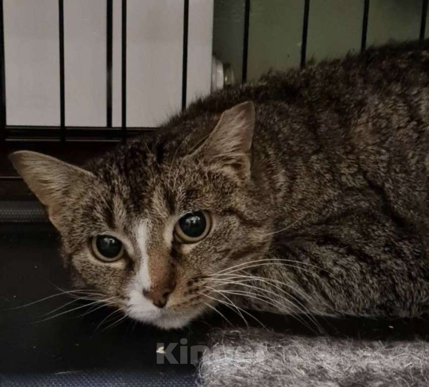 Кошки в Санкт-Петербурге: Грэйс Принцесса Монако Девочка, Бесплатно - фото 1