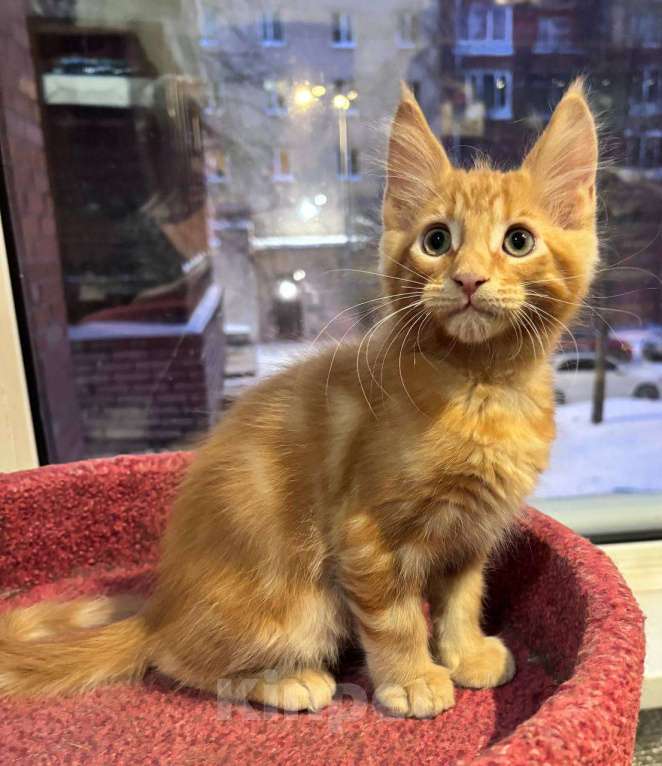 Кошки в Санкт-Петербурге: котенок мейн-кун# Мальчик, 50 000 руб. - фото 4