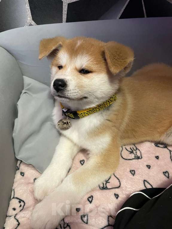 Собаки в Москве: Щенки акита-ину Мальчик, Бесплатно - фото 2