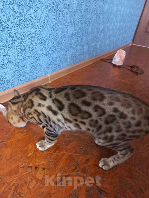 Кошки в Пензе: Бенгальские котята Девочка, 12 000 руб. - фото 5