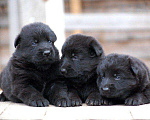 Собаки в Калуге: От вязки в ИТАЛИИ, 35 000 руб. - фото 1