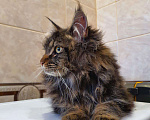 Кошки в Перевозе: Кот Мейн-кун, 5 000 руб. - фото 7
