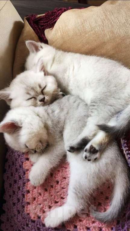 Кошки в Москве: Шотландцы и Британцы котята купить в Москве, Питомник кошек SILVER SHARM Девочка, 30 000 руб. - фото 5