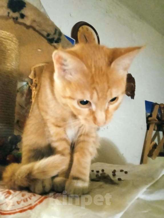 Кошки в Москве: Котенок Мартин 4,5 месяца ищет дом и заботливых хозяев  Мальчик, Бесплатно - фото 4