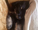 Собаки в других городах Рязанской области: Щенки дорки Мальчик, 3 000 руб. - фото 3