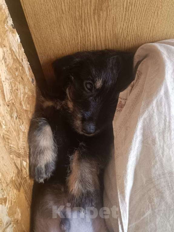 Собаки в других городах Рязанской области: Щенки дорки Мальчик, 3 000 руб. - фото 3