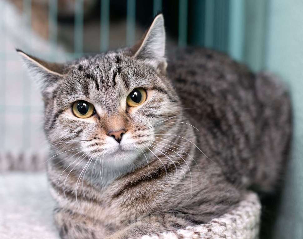 Кошки в Москве: Полосатая кошечка Марфуша в добрые руки Девочка, 1 руб. - фото 3