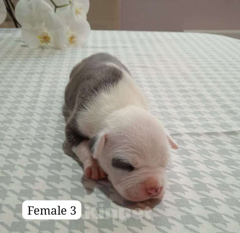 Собаки в Краснодаре: Щенки амстаффа документы РКФ Девочка, 50 000 руб. - фото 4