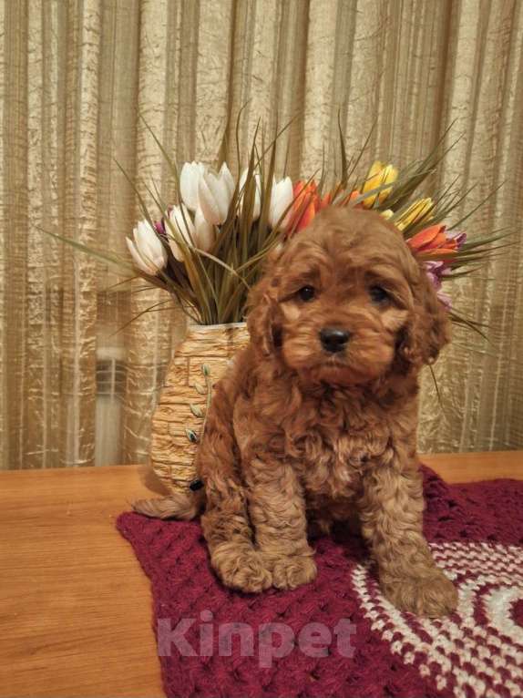 Собаки в Москве: Кокапу щенок мальчик Мальчик, 45 000 руб. - фото 3