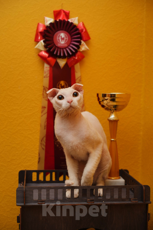 Кошки в Москве: Украинский левкой чистопродный. Документы Мальчик, Бесплатно - фото 2