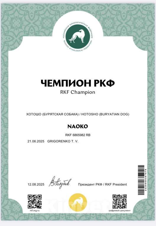 Собаки в Екатеринбурге: Бурятская собака Хотошо щенки Мальчик, 60 000 руб. - фото 5