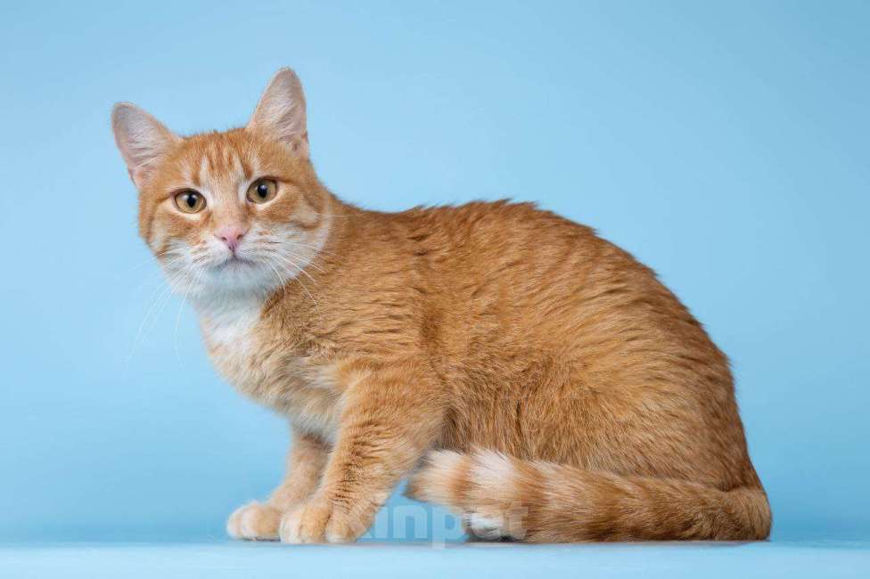 Кошки в Москве: Рыжая Морошка принесет солнышко в ваш дом Девочка, Бесплатно - фото 7