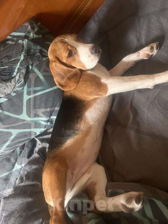 Собаки в Липецке: Продам Девочка, 17 000 руб. - фото 6