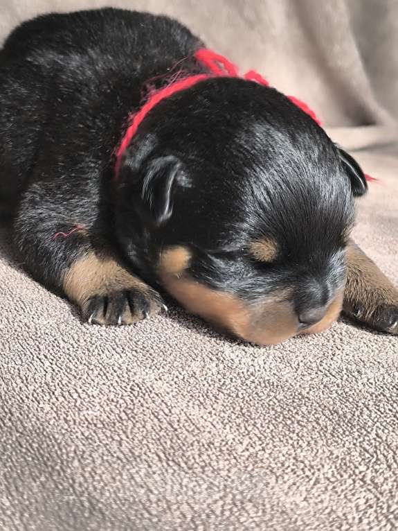 Собаки в Москве: Щенки ротвейлера от питомника Разнополые, Бесплатно - фото 3