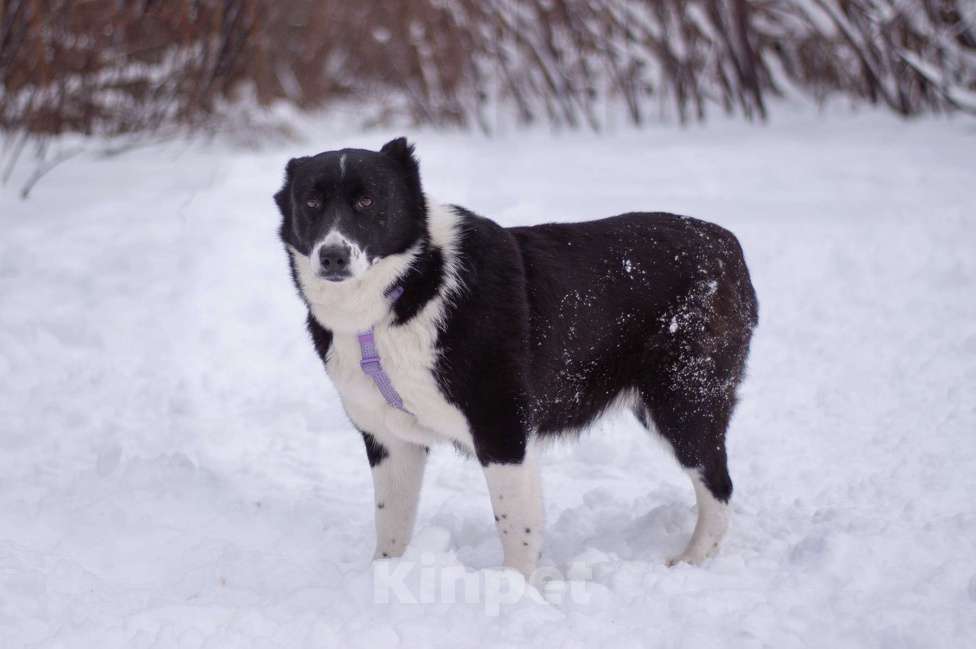 Собаки в Москве: Умная и послушная Сона в поиска дома Девочка, Бесплатно - фото 3