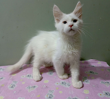 Мейн-кун котёнок белый мальчик 2 мес.