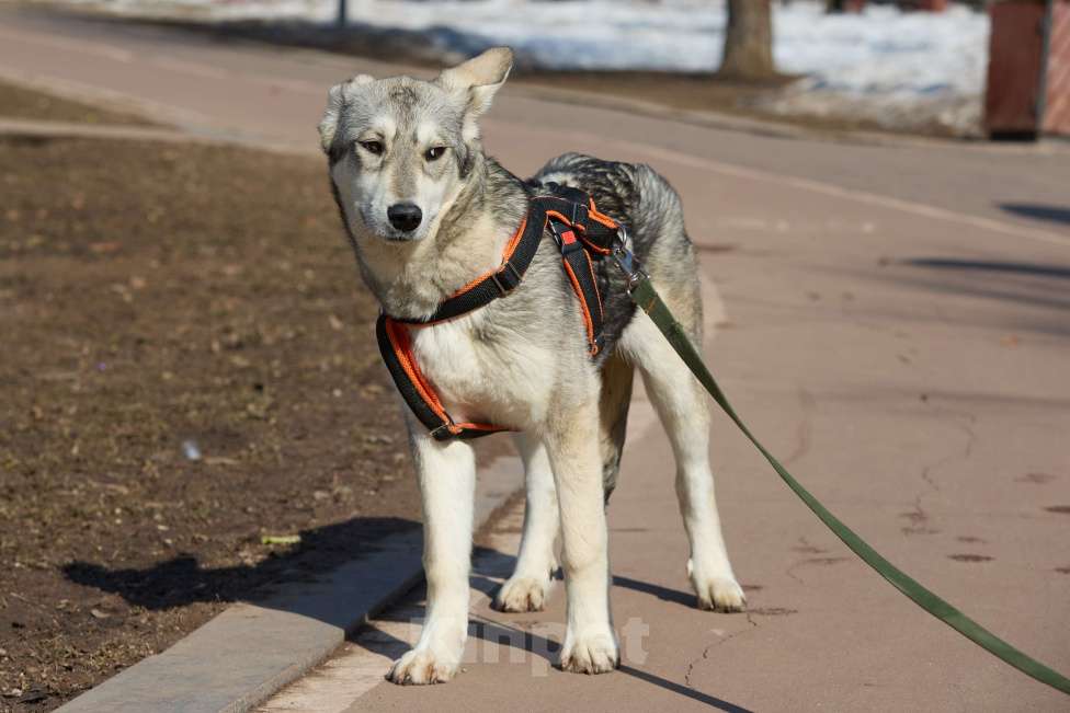 Собаки в Москве: Щенок в добрые руки Девочка, Бесплатно - фото 5