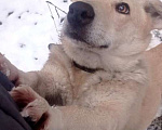 Собаки в Санкт-Петербурге: Скромная собачка с короткими лапками Девочка, Бесплатно - фото 4