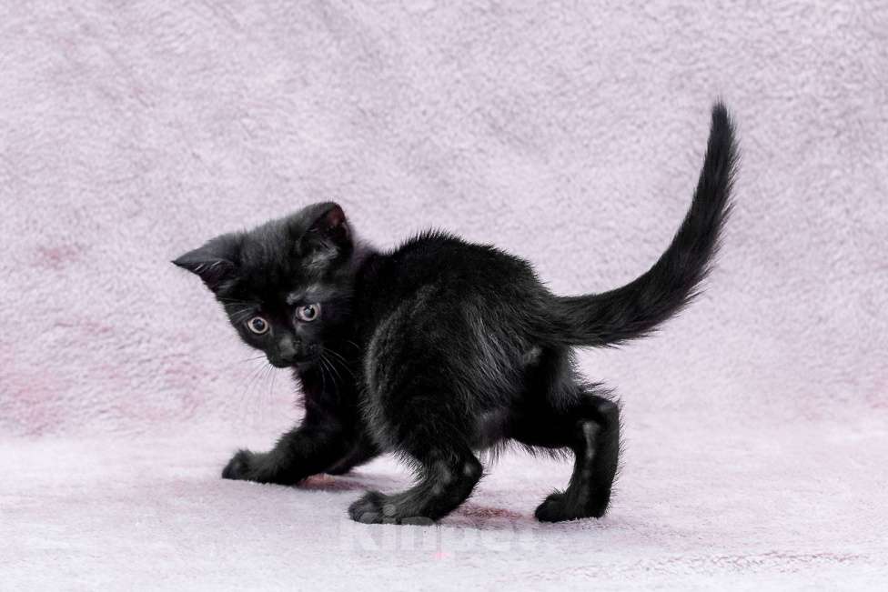 Кошки в Москве: котенок Коржик ищет дом Мальчик, Бесплатно - фото 6