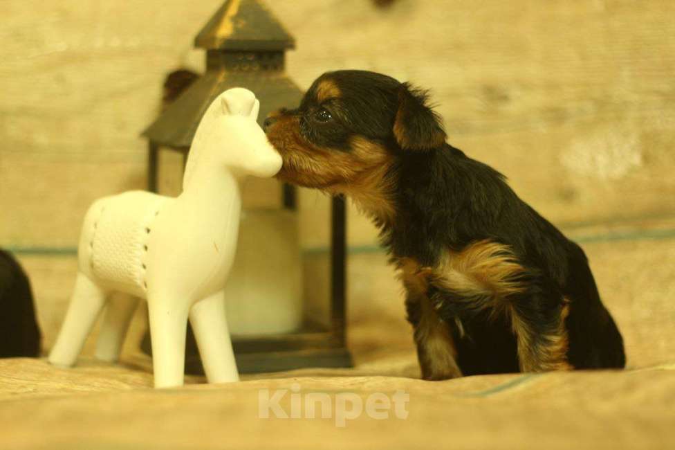 Собаки в Новосибирске: Девочка, лапушка.  Девочка, 40 000 руб. - фото 2