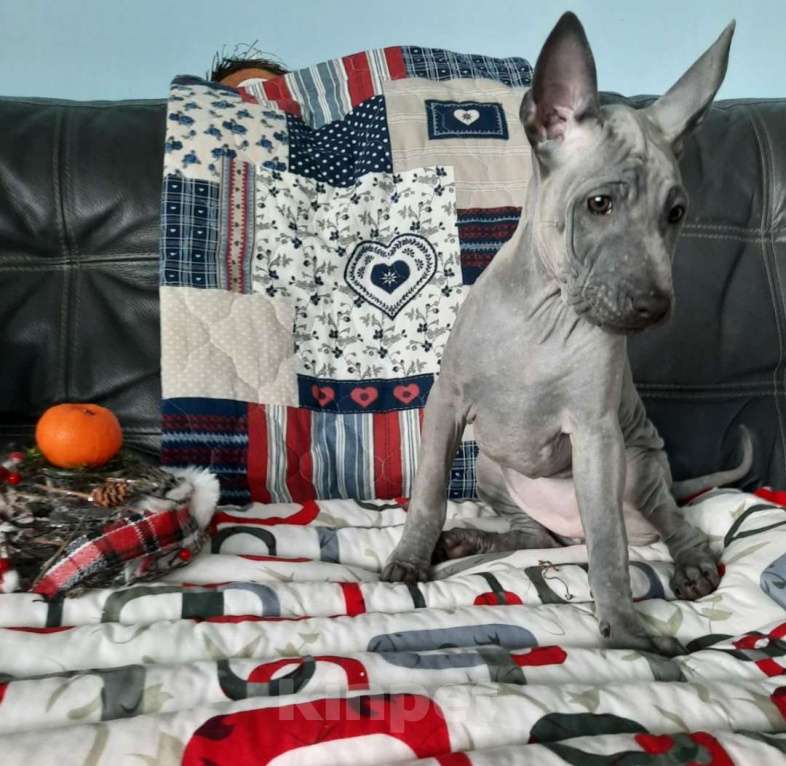 Собаки в Санкт-Петербурге: Щенок _ риджбек Девочка, Бесплатно - фото 3