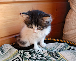Кошки в Иркутске: Отдам котёнка Девочка, Бесплатно - фото 4