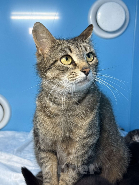 Кошки в Санкт-Петербурге: Котята мальчики под бронь! И мамочка тоже. супер ласковая. Мальчик, Бесплатно - фото 7